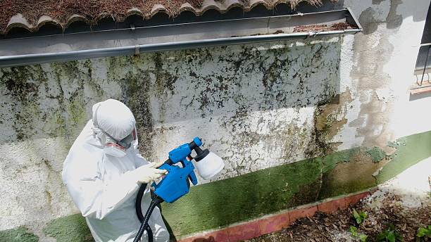 Top rated local Bathroom Mold Removal specialists in Fairview, TX